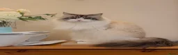 Siberian cats for sale: Neva Masquerade Siberian  - Advert 9