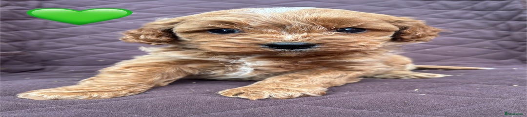 Cavapoo Puppy 2 - Green 
