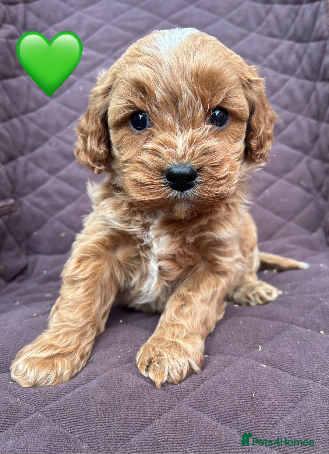 Cavapoo dogs for sale: ✨ Gorgeous F1 Cavapoo Puppies ✨ - Image 6