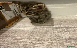 Mixed Breed cats for sale: Mixed Breed Grey and Tabby Kittens - Image 19