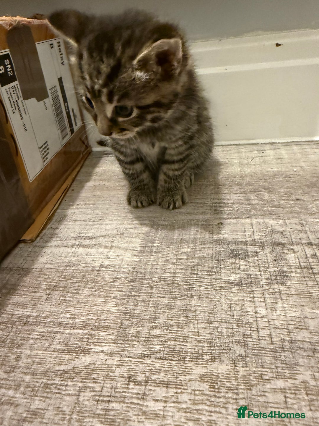 Mixed Breed cats for sale: Mixed Breed Grey and Tabby Kittens - Image 19