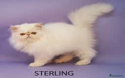 Persian cats for sale: Beautiful Persian Kittens Ready for Forever Homes - Image 7
