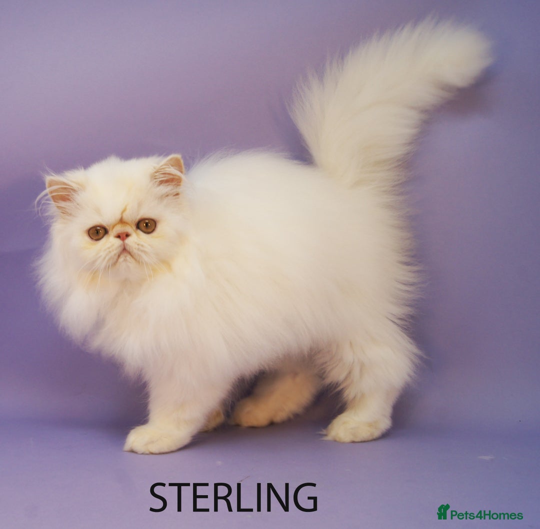 Persian cats for sale: Beautiful Persian Kittens Ready for Forever Homes - Image 7