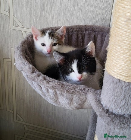British Shorthair cats - Advert 1