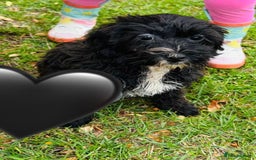 Shih Tzu dogs for sale: Shih Tzu Puppies  - Image 5
