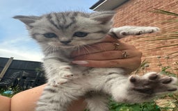 Scottish Fold cats for sale: 🆘🆘READY!🆘🆘Scottish shorthair  - Image 17