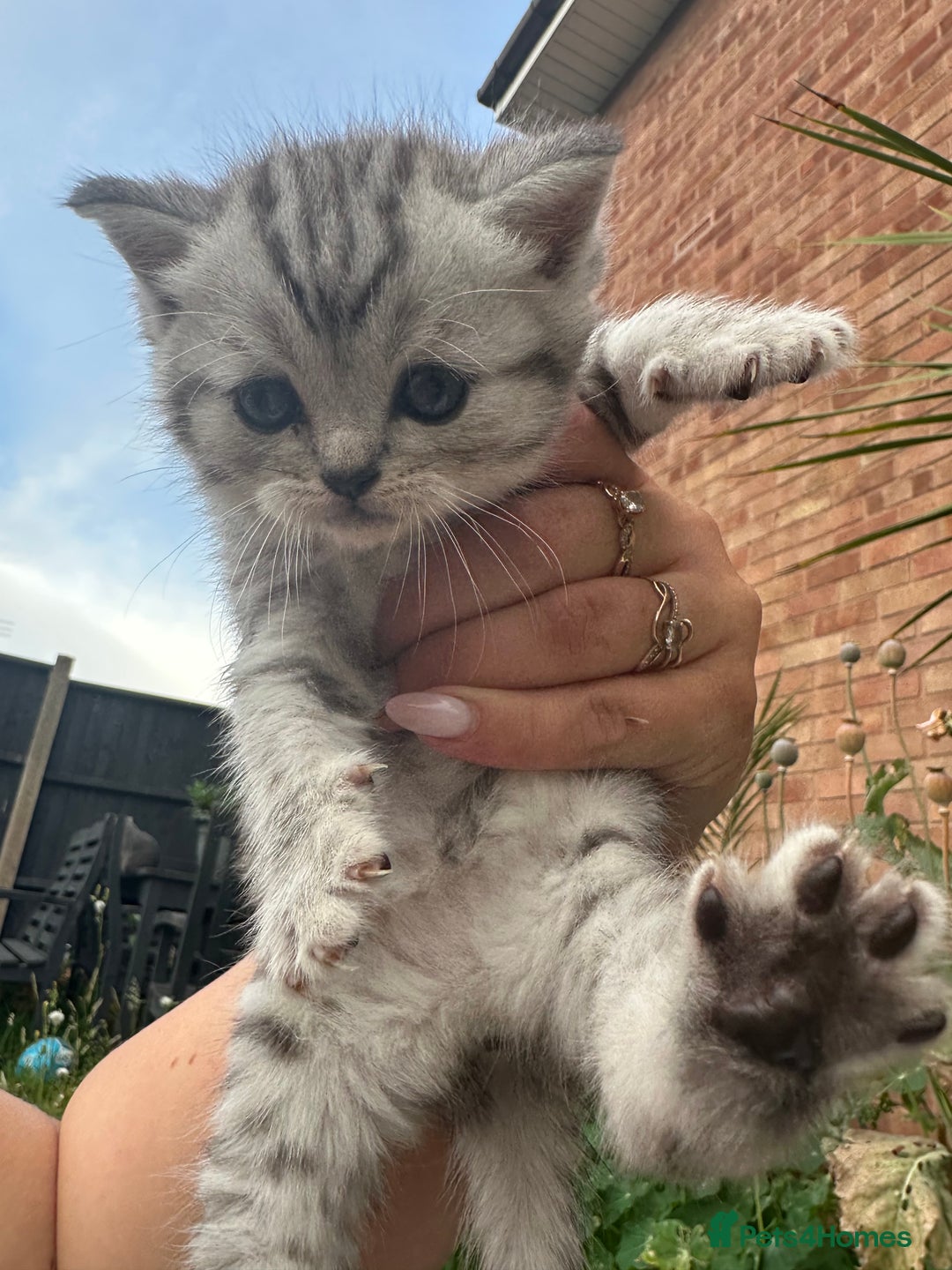 Scottish Fold cats for sale: 🆘🆘READY!🆘🆘Scottish shorthair  - Image 17