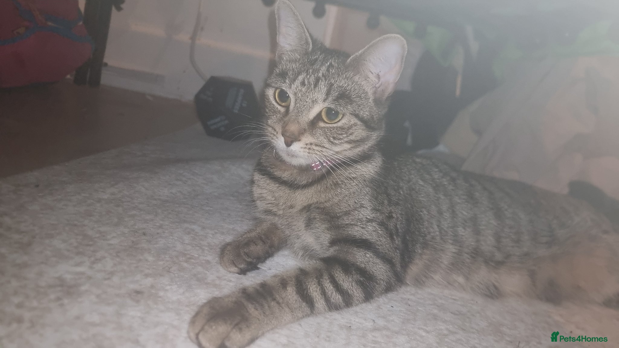 Mixed Breed cats 3 gorgeous kittens looking for a loving new home. - Advert 1