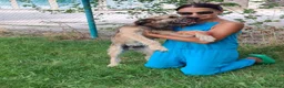 Mixed Breed dogs for adoption: Clyde, 1 yr old approx. Available for adoption. in Brixham - Advert 12