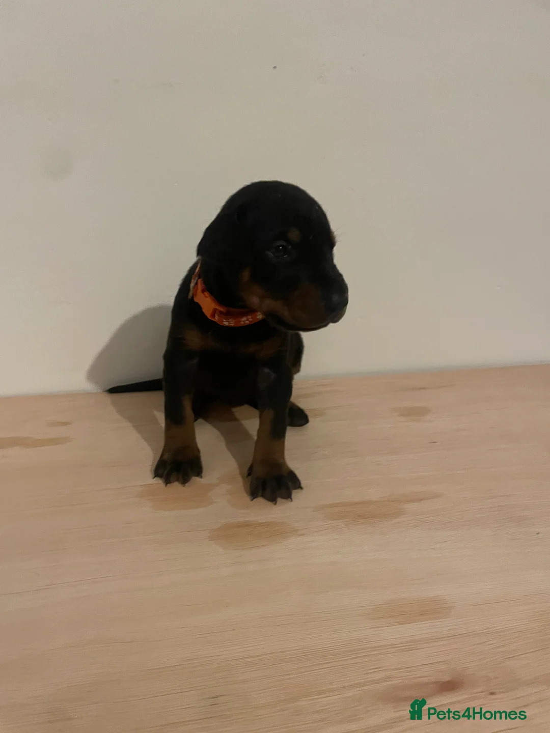 Dobermann dogs for sale: dobermann pinscher - Advert 9