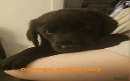 Labradoodle dogs for sale: F1 beautiful standard labradoodles - Image 14