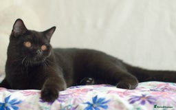 British Shorthair cats for sale: Last 2 black boys 😻😻  in High Wycombe - Advert 4