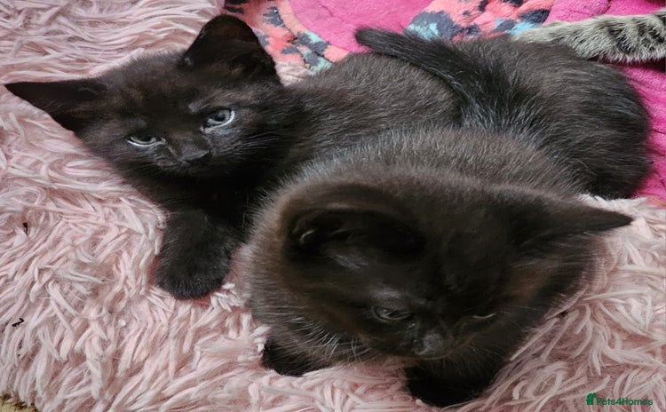 Mixed Breed cats - Advert 1