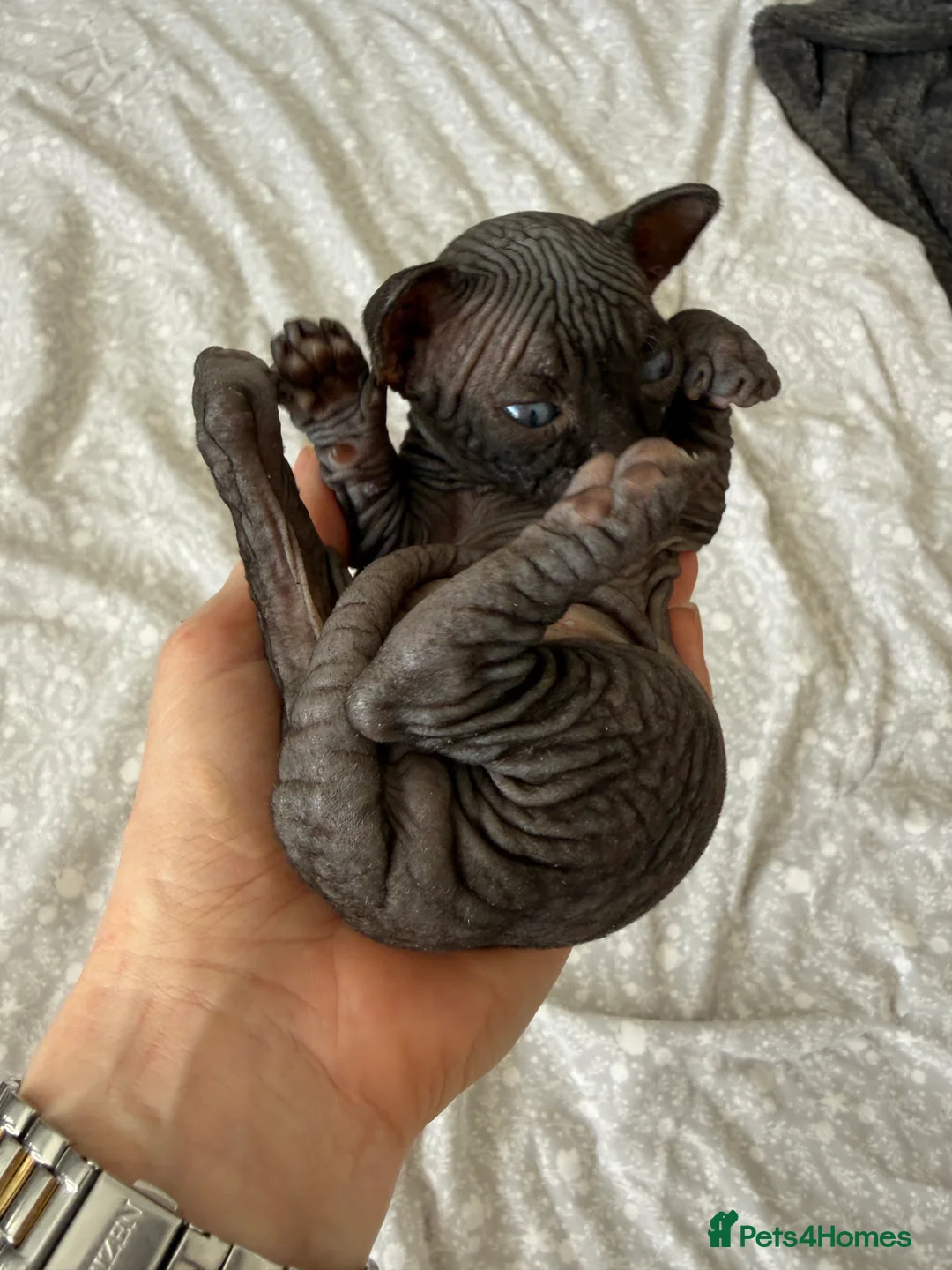 Sphynx cats for sale: TICA REGISTERED Sphynx Kittens for Sale - Advert 2
