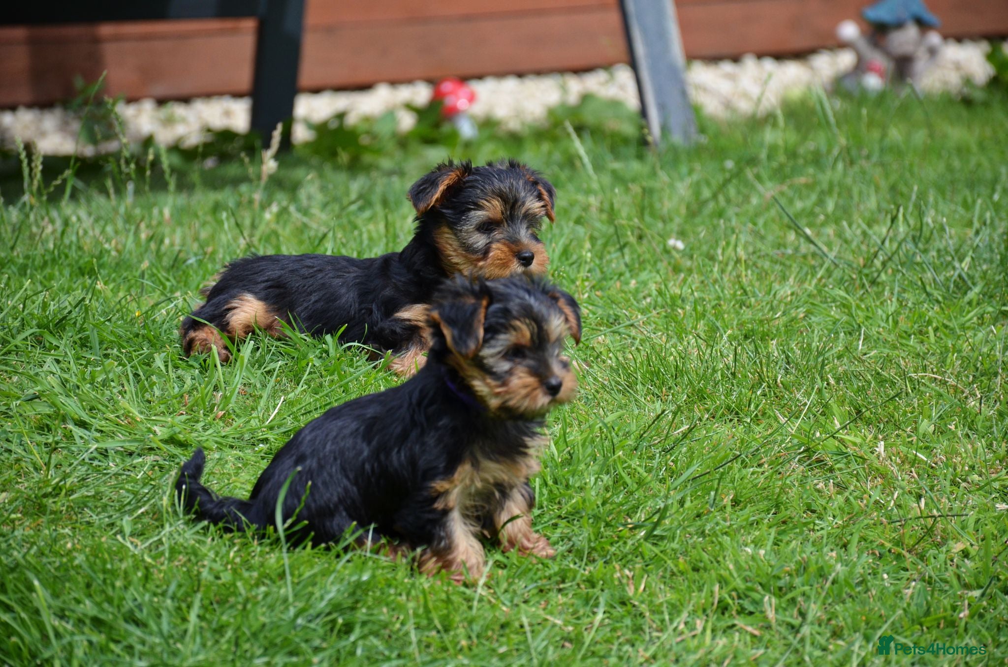 Yorkshire Terrier dogs Purebred Yorkshire Terrier Puppies Vaccinated  - Advert 2