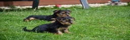 Yorkshire Terrier dogs for sale: Purebred Yorkshire Terrier Puppies Vaccinated  - Advert 3