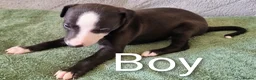 Whippet dogs for sale: Whippet x Greyhound in Atherstone - Advert 5