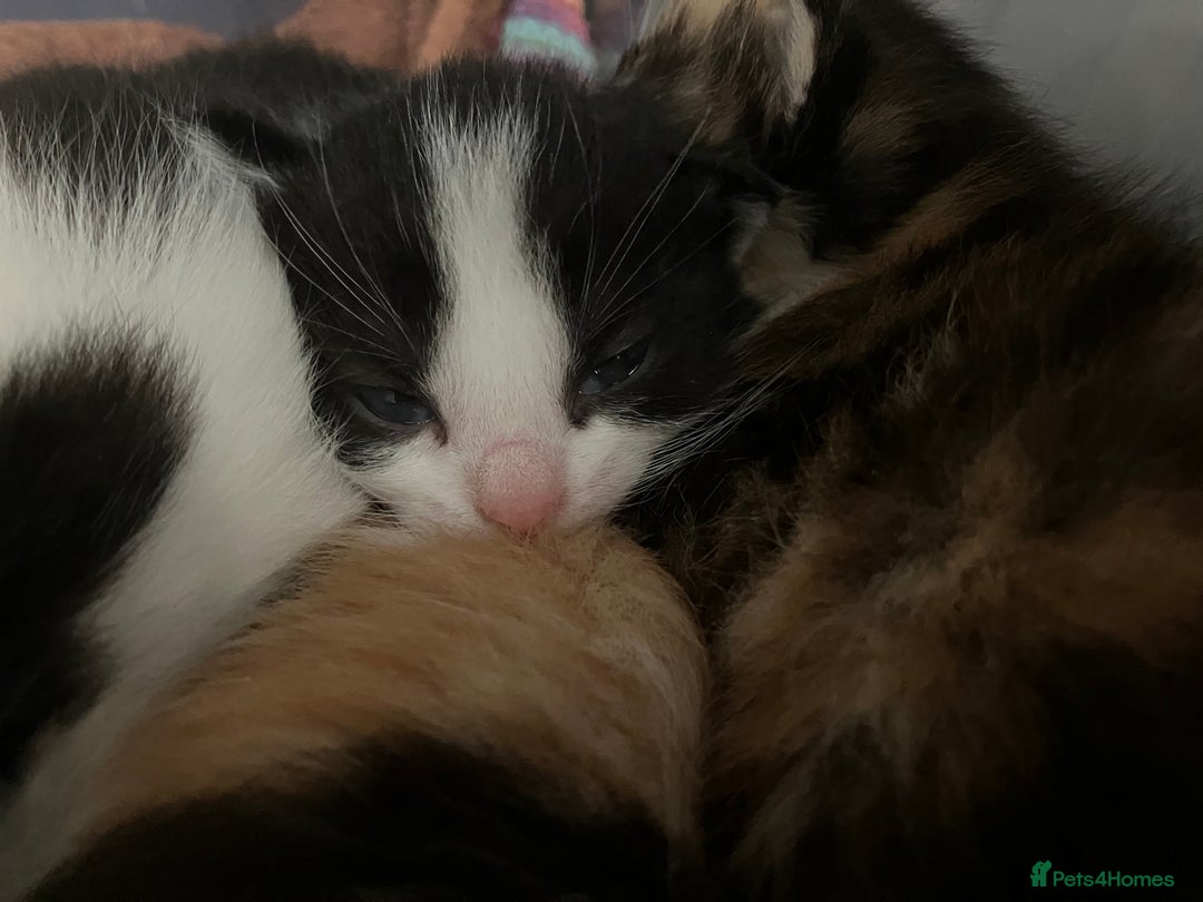 Mixed Breed cats for sale: 5 gorgeous kittens - Image 23