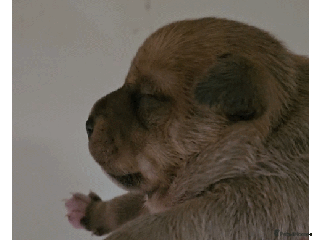 Staffordshire Bull Terrier dogs 🥨Brindle and Red Perfection girls await.🥨 - Advert 17