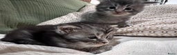 Maine Coon cats for sale: GCCF registered Maine coon kittens - Advert 2