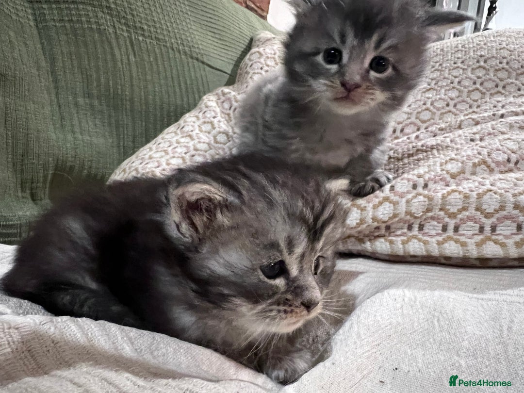 Maine Coon cats for sale: GCCF registered Maine coon kittens - Advert 2