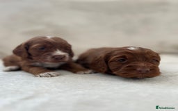 Cockapoo dogs for sale: F1 Show Type Cockapoo Puppies - Image 9