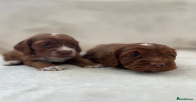 Cockapoo dogs - Advert 5