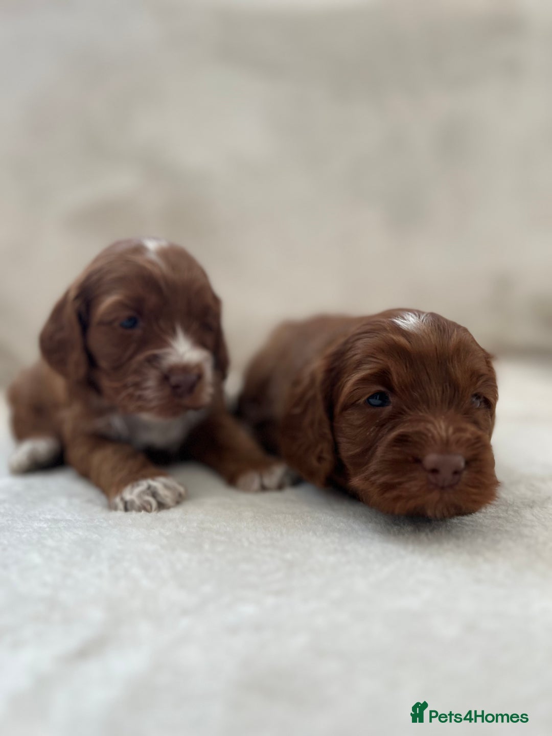 Cockapoo dogs for sale: F1 Show Type Cockapoo Puppies - Image 9