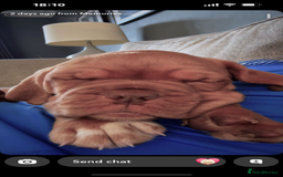 Dogue De Bordeaux dogs for sale: Kc registered Dogue de bordeaux puppies  - Image 16