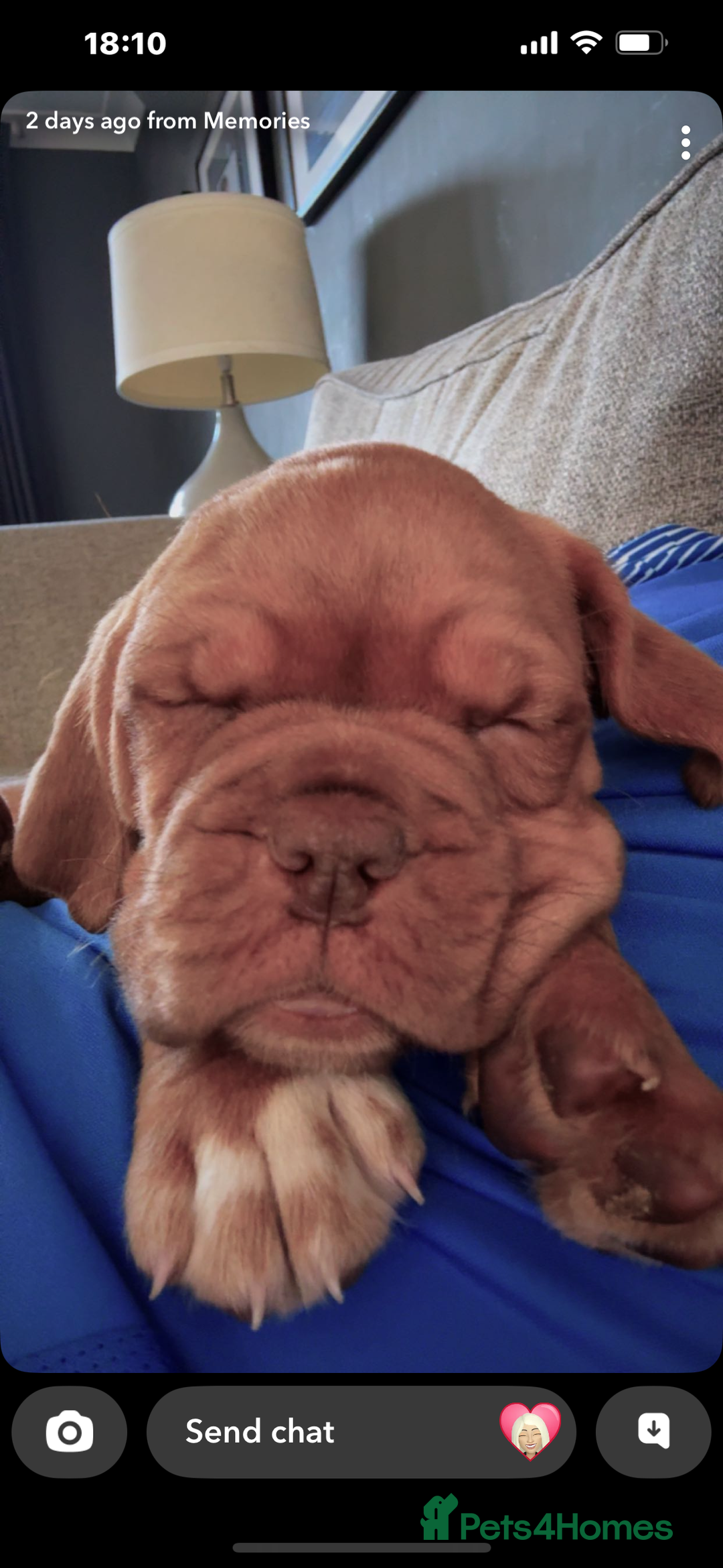 Dogue De Bordeaux dogs for sale: Kc registered Dogue de bordeaux puppies  - Image 16