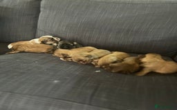 Shih Tzu dogs for sale: Beautiful litter or imperial Shih Tzu puppies  - Advert 20