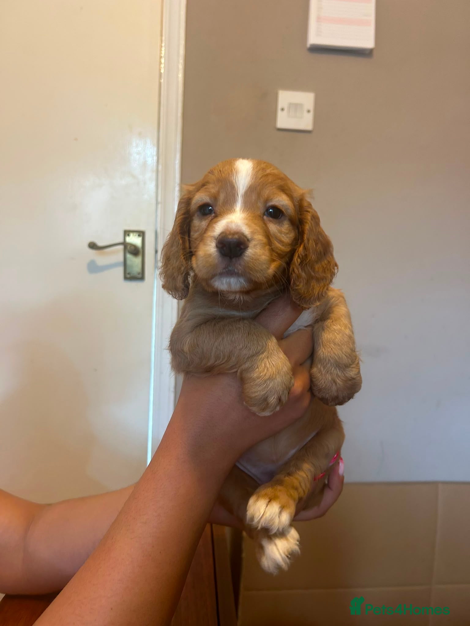 Mixed Breed dogs for sale: Adorable Family Raised Puppies Looking for Homes - Advert 21