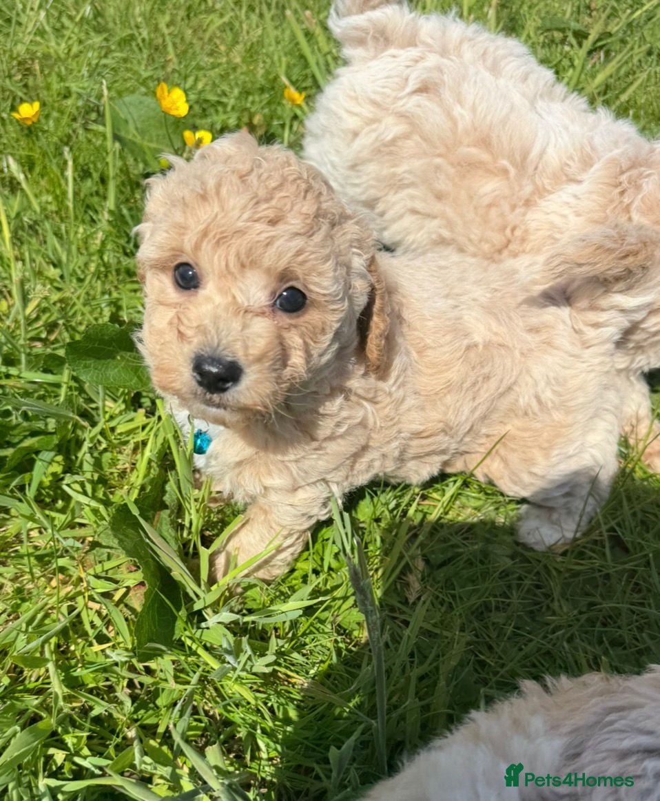 Poochon dogs Tiny Poochon Puppies (Poochon x Toy Poodle) - Advert 3