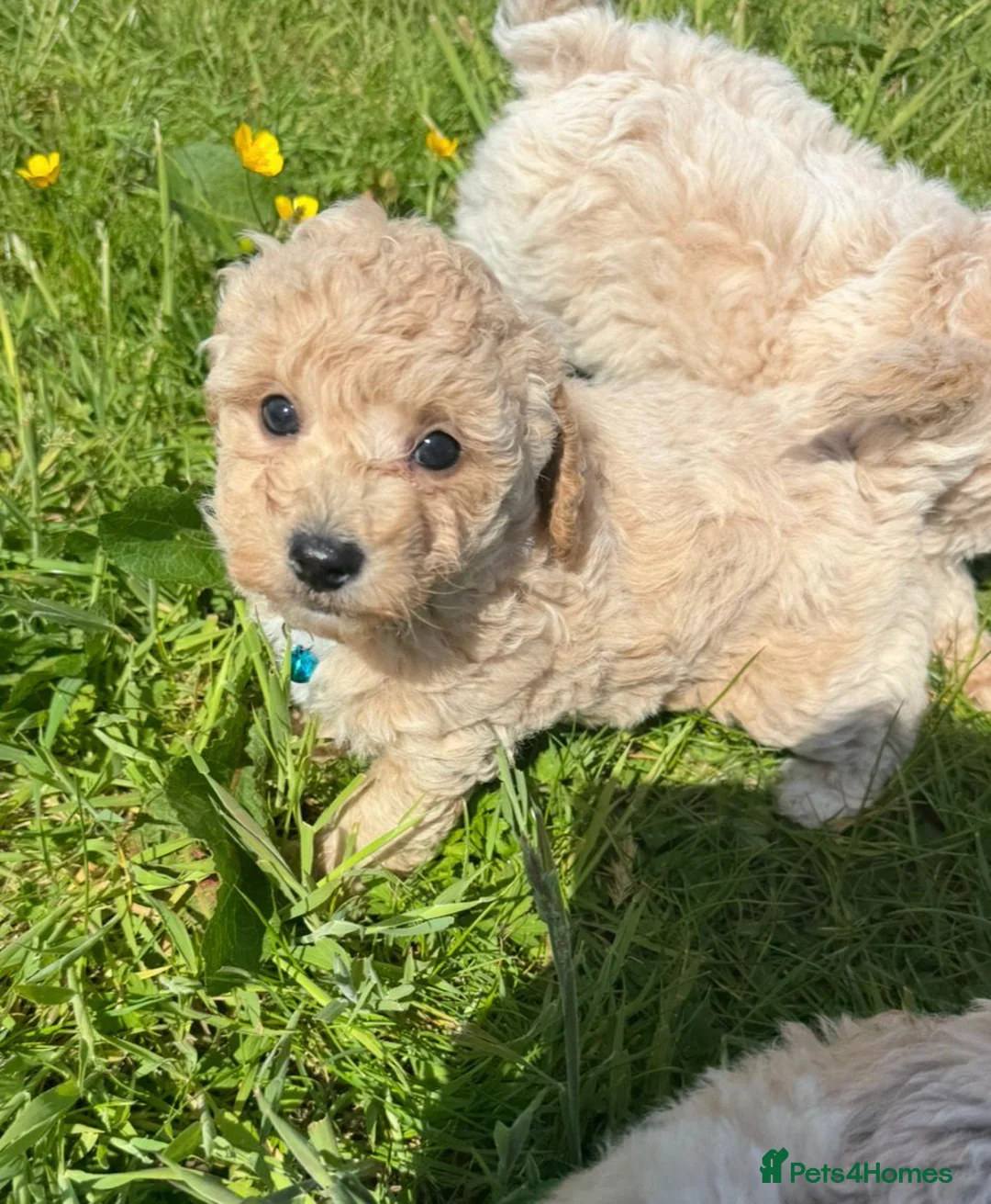 Poochon dogs for sale: Tiny Poochon Puppies (Poochon x Toy Poodle) - Advert 2