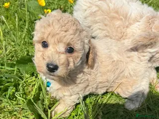 Poochon dogs Tiny Poochon Puppies (Poochon x Toy Poodle) - Advert 3