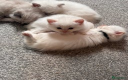 Ragdoll cats for sale: Ragdoll Kittens  - Image 13