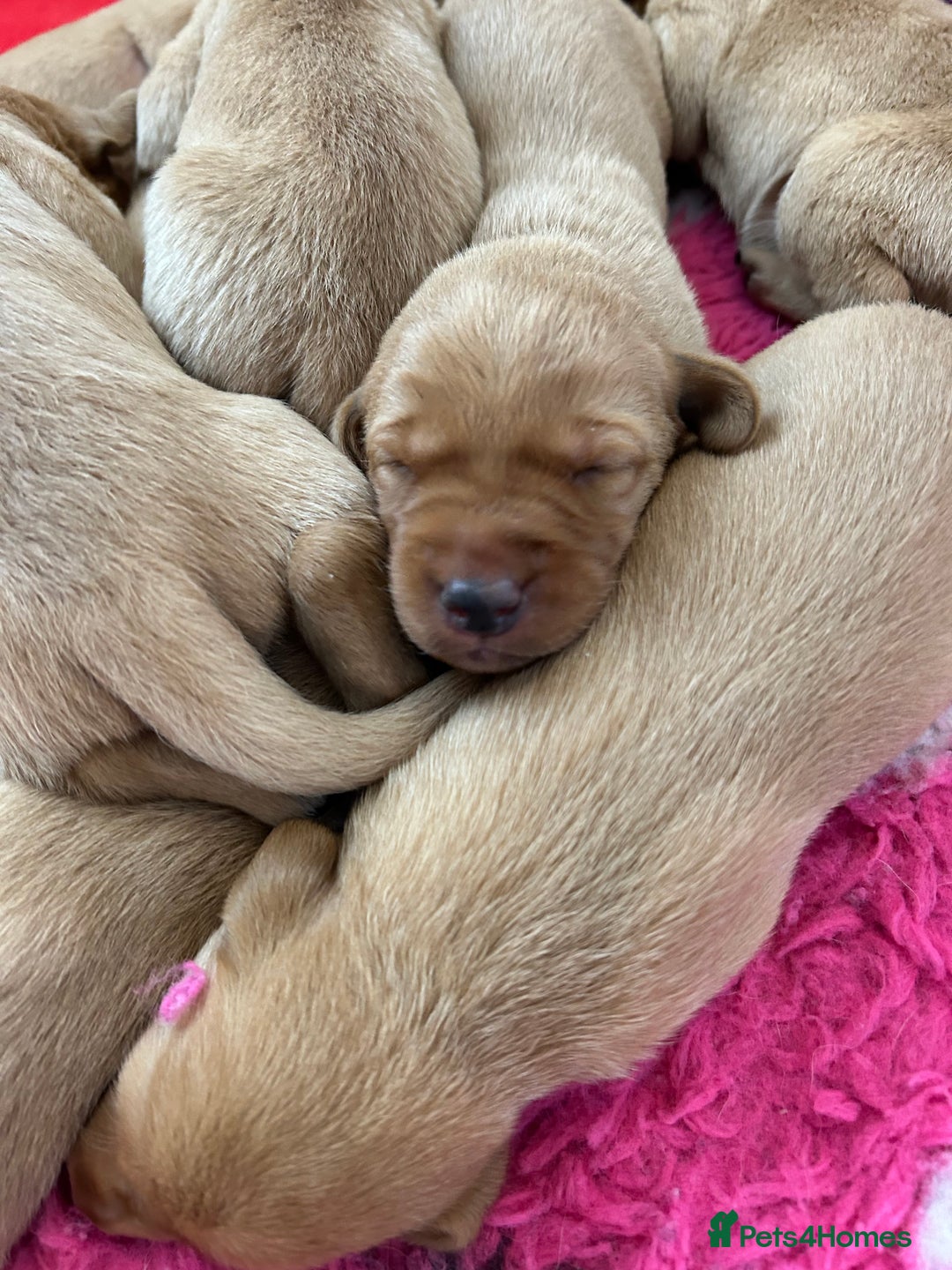 Labrador Retriever dogs for sale: FOX RED LABRADOR PUPPIES  - Image 2