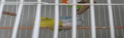 Parrots birds for sale: Cute pair of parrolets - Advert 2