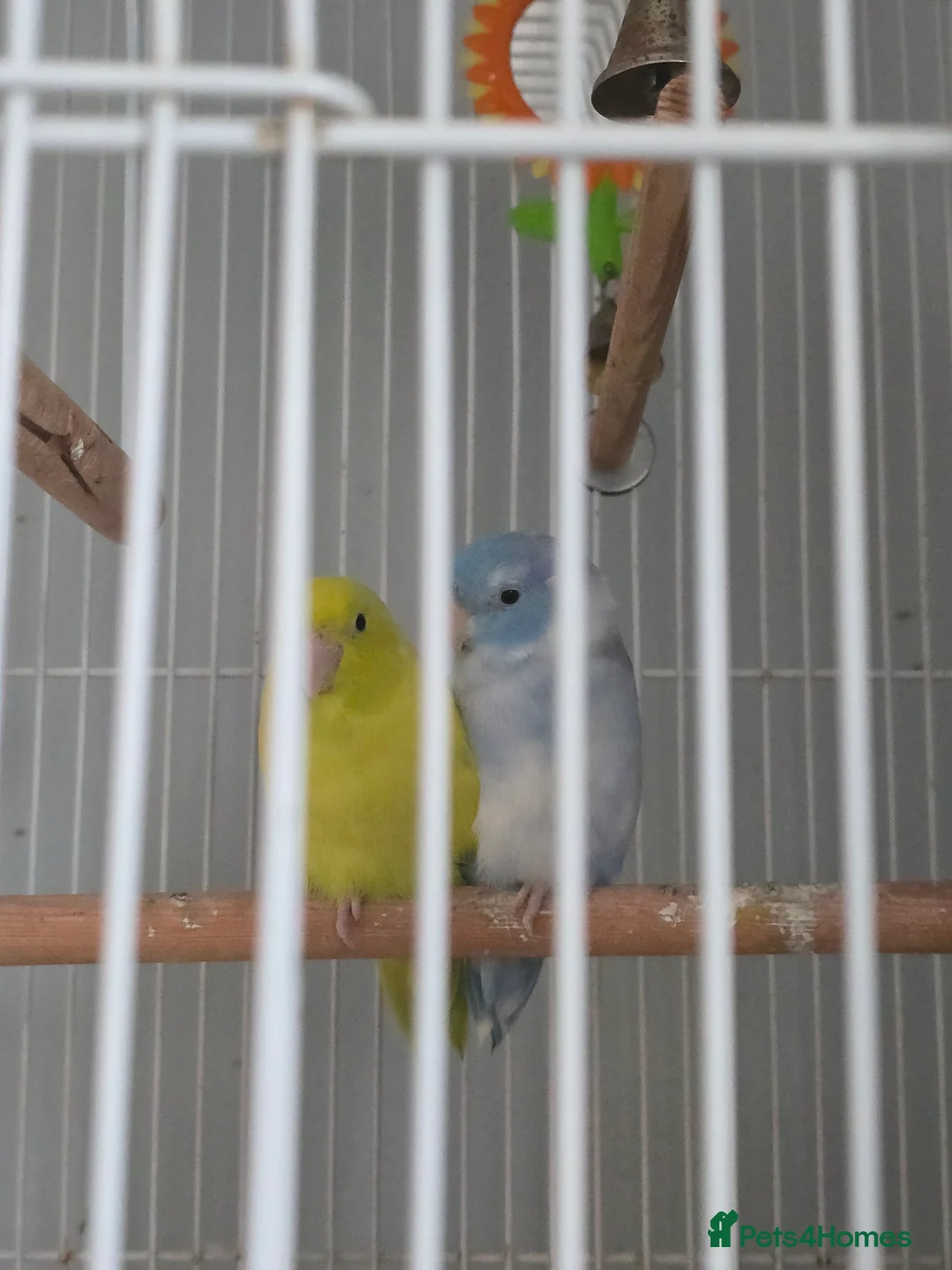 Parrots birds for sale: Cute pair of parrolets - Advert 2