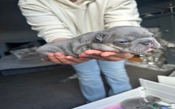 French Bulldog dogs for sale: 2nd litter of ⭐Jesus⭐️ natk9 frenchies - Image 22