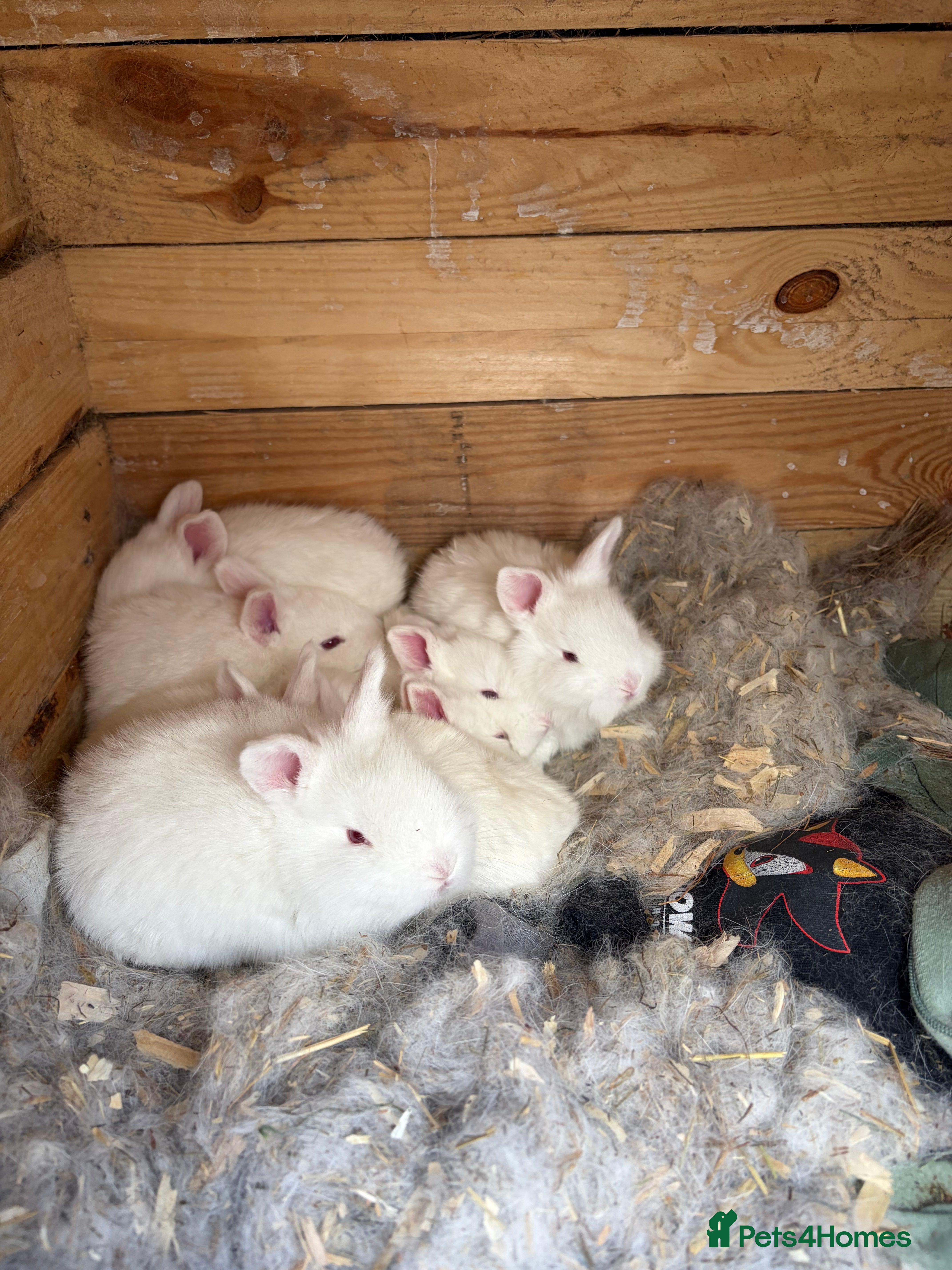 New Zealand rabbits   **"Rabbits for sale – New Zealand bread  - Advert 2