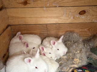 New Zealand rabbits **"Rabbits for sale – New Zealand bread - Advert 2