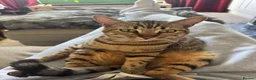 Bengal cats for sale: Bengal Brother and Sister  - Advert 7