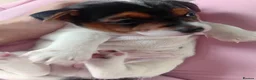 Jack Russell dogs for sale: Full pedigree jack russell pups  in Middlesbrough - Advert 13