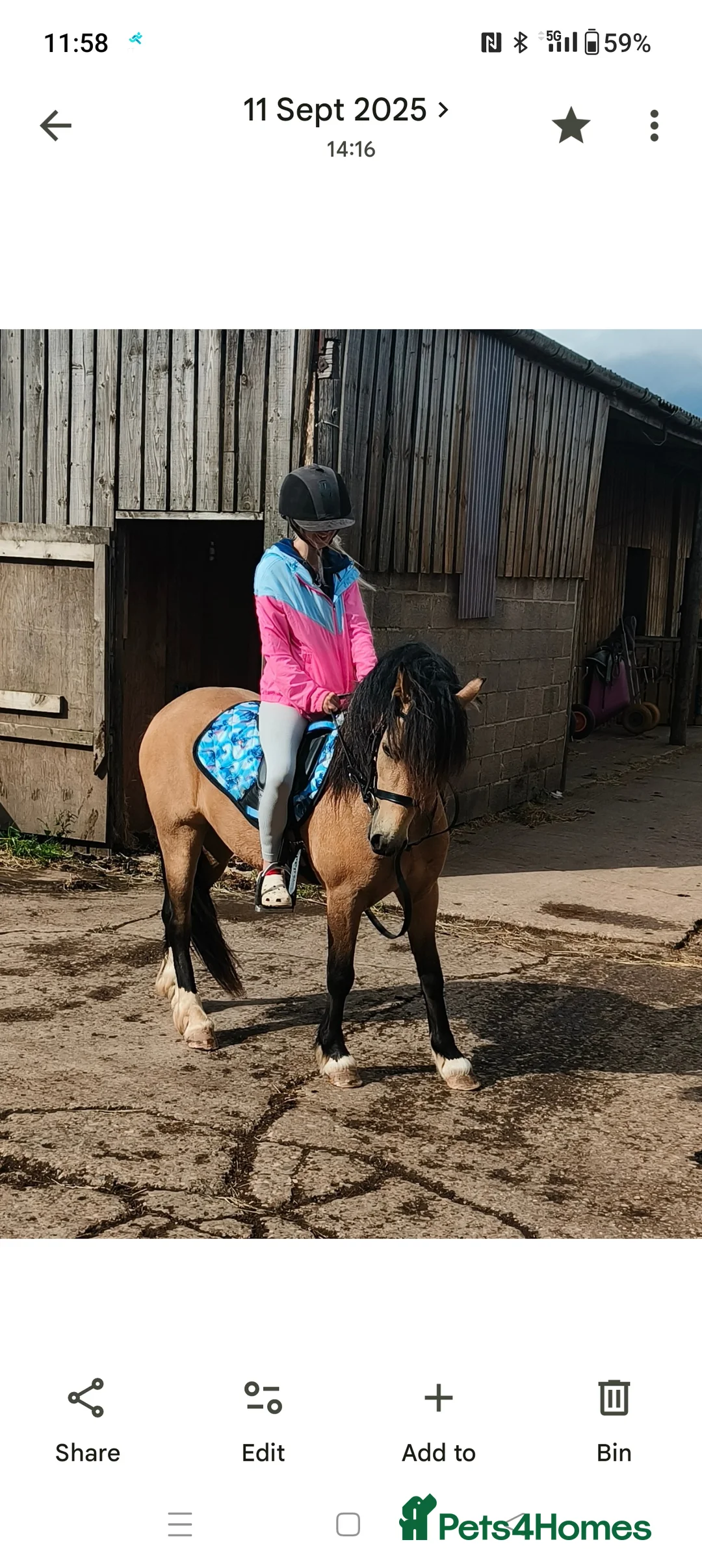 Welsh Section C horses for sale: Rising 4 registered Welsh C gelding  - Advert 4