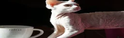Devon Rex cats for sale: White Female Kitten Available 🤍 - Advert 6