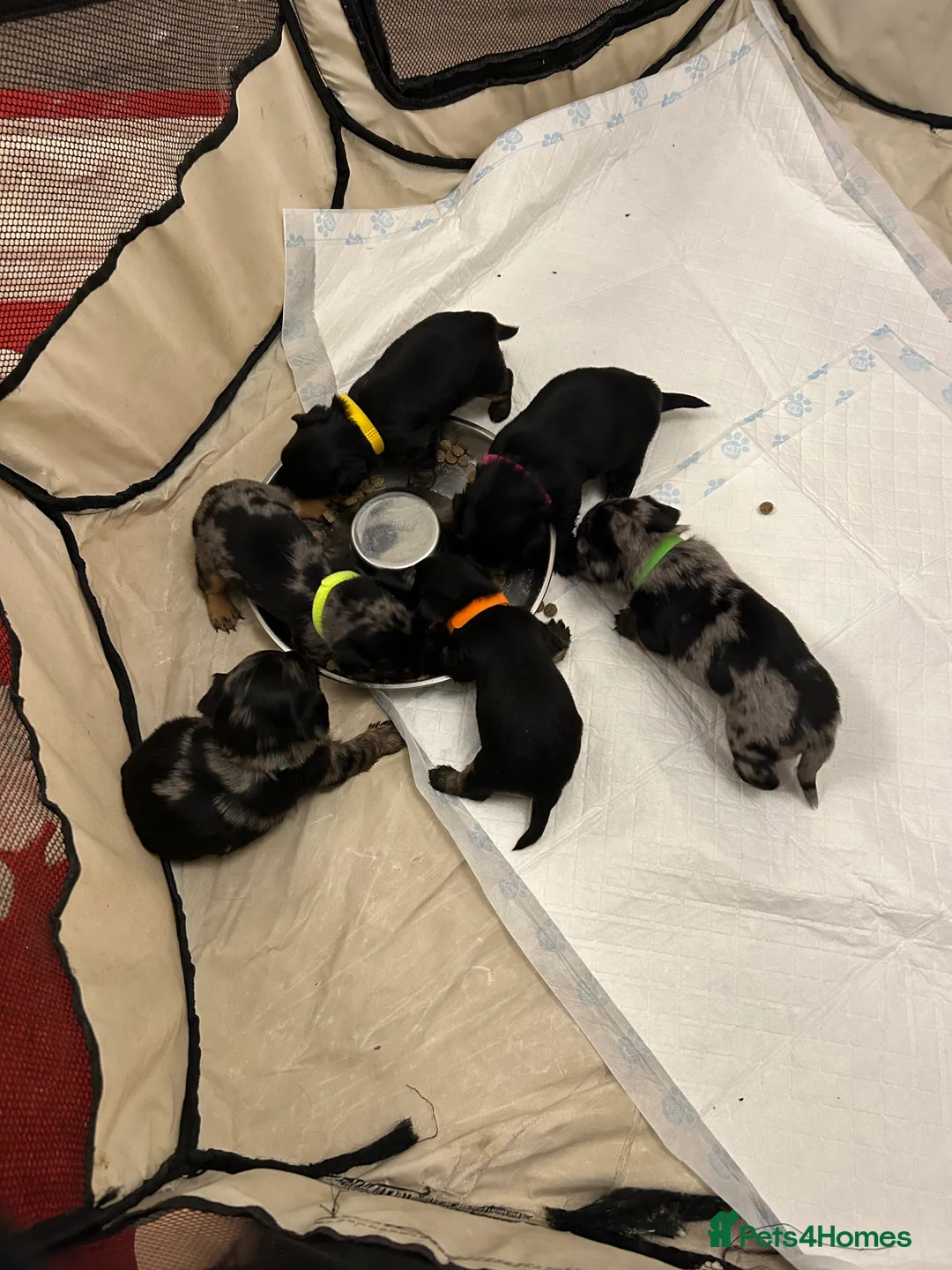 Mixed Breed dogs for sale: Puppies for sale - Advert 1