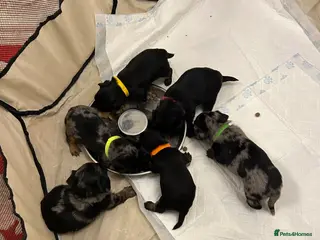 Mixed Breed dogs Puppies for sale - Advert 9