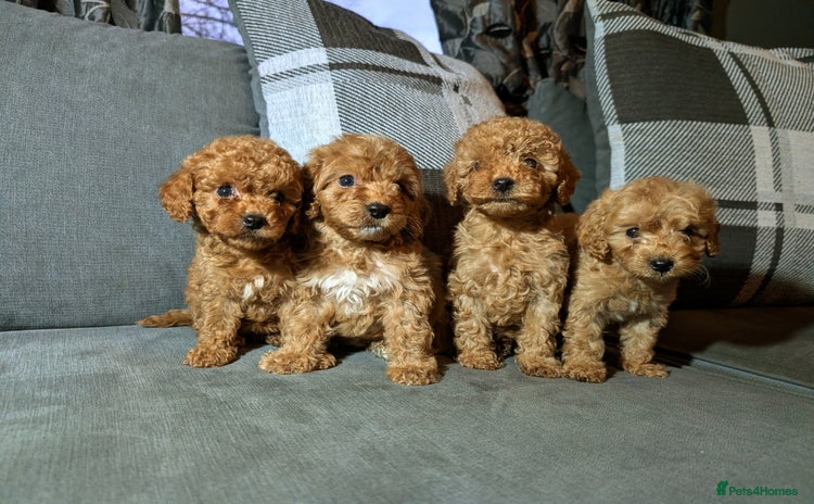 Cockapoo dogs Red cockapoos - Advert 1