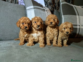 Cockapoo dogs for sale: Red cockapoos - Advert 1